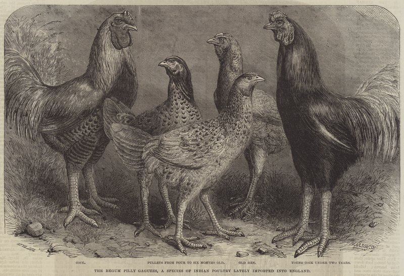 La Begum Pilly Gaguzes, una especie de aves de corral indias recientemente importadas a Inglaterra de Friedrich Wilhelm Keyl