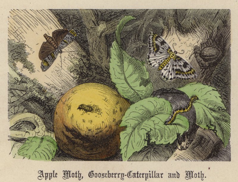 Polilla de Manzana, Oruga de Grosella y Polilla de Friedrich Specht
