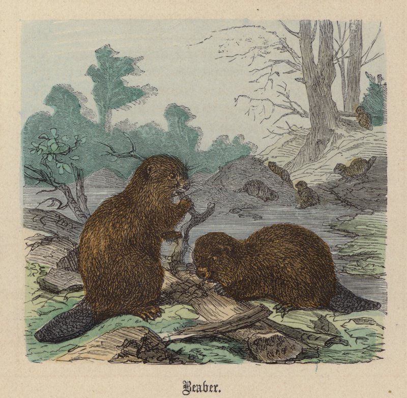 Castor de Friedrich Specht