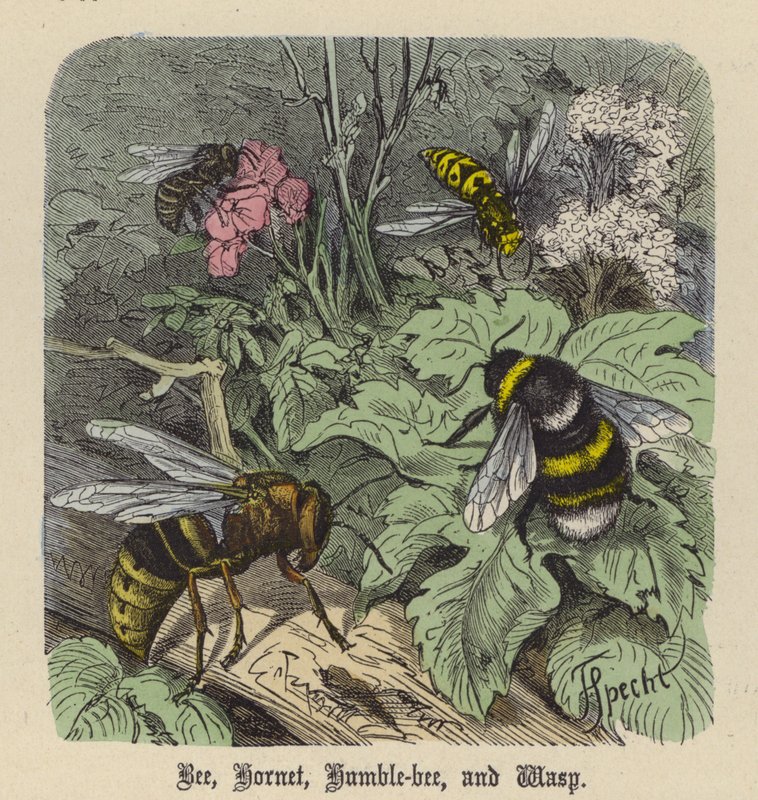 Abeja, Avispón, Abejorro y Avispa de Friedrich Specht