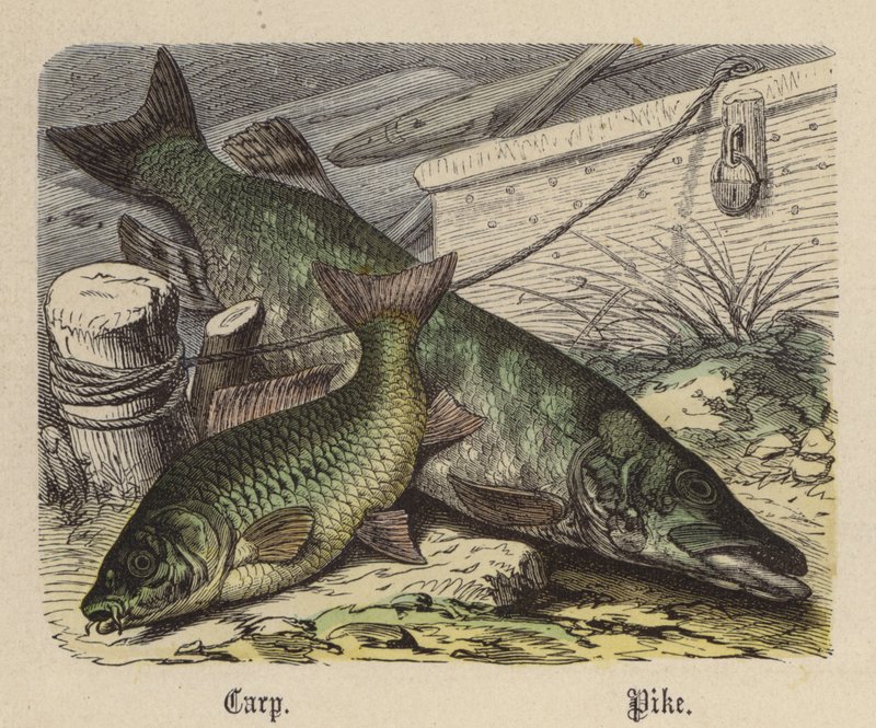 Carpa, Lucio de Friedrich Specht