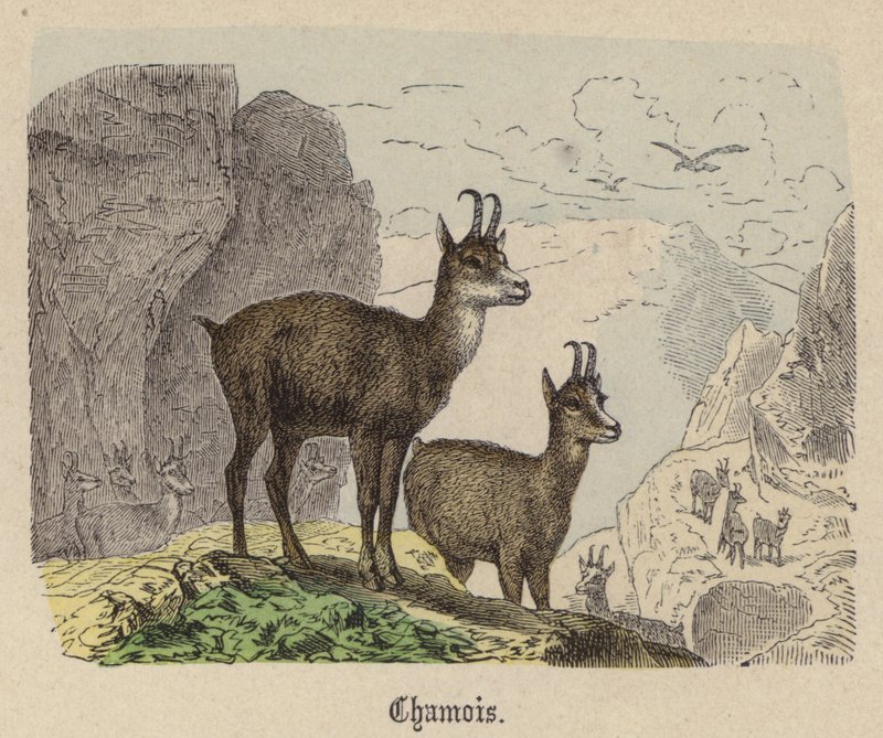 Gamuza de Friedrich Specht