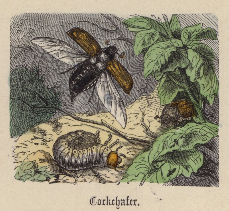 Escarabajo de mayo de Friedrich Specht