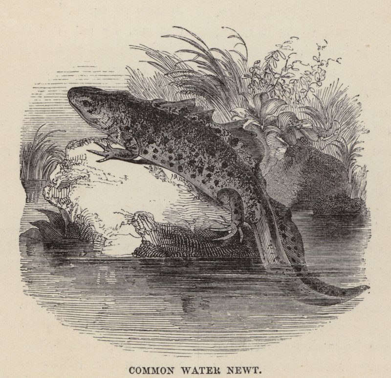 Tritón común de Friedrich Specht