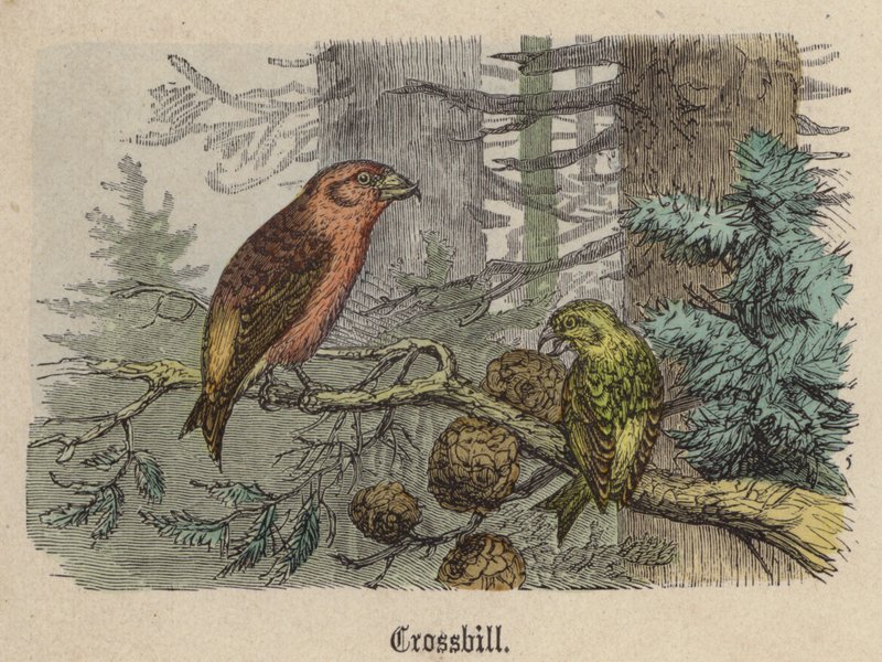 Piquituerto de Friedrich Specht