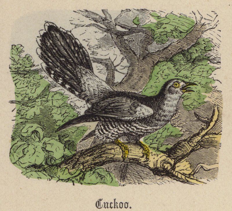 Cuco de Friedrich Specht