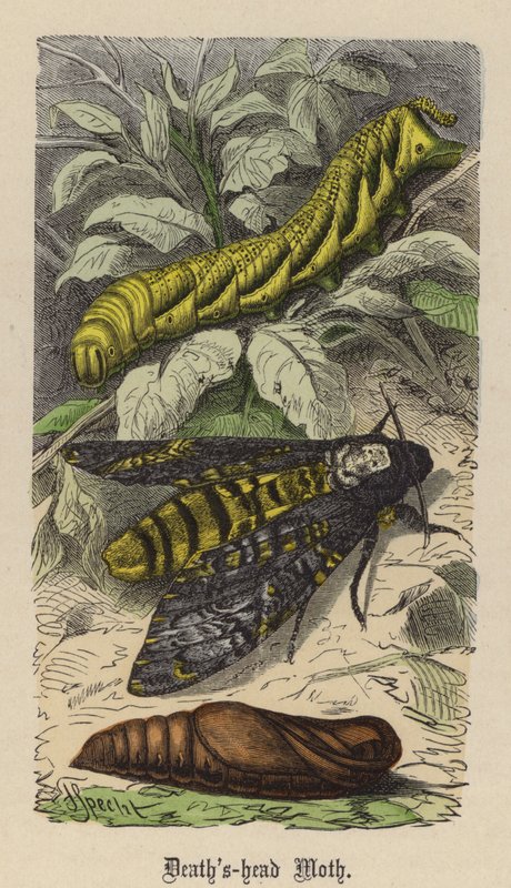 Polilla de la Calavera de Friedrich Specht