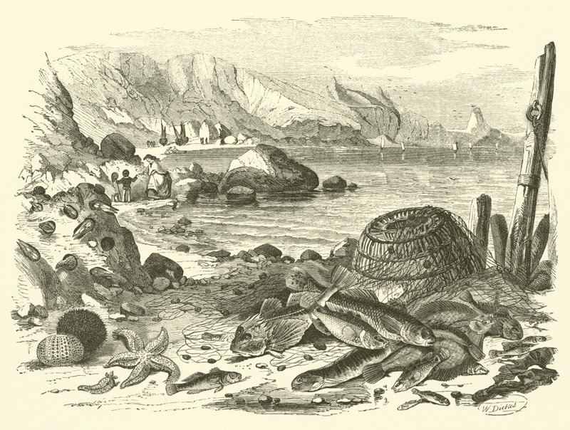 Pesca de Friedrich Specht