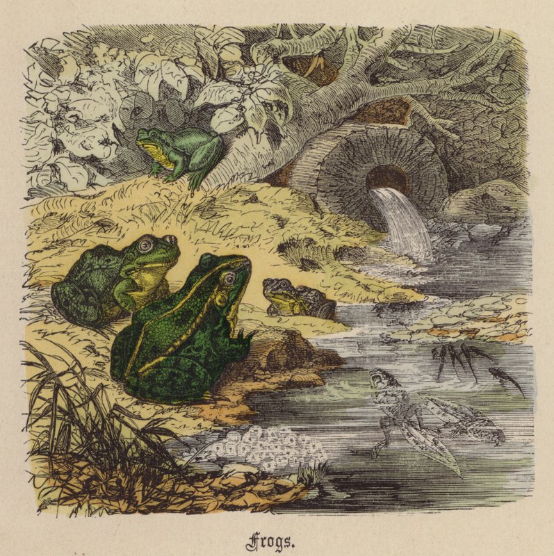 Ranas de Friedrich Specht