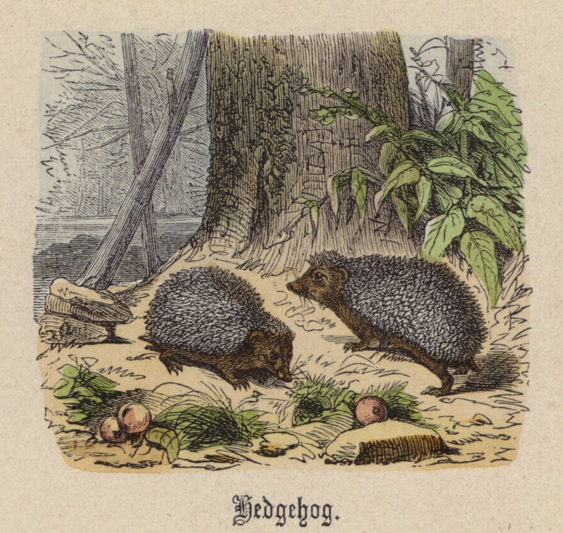 Erizo de Friedrich Specht
