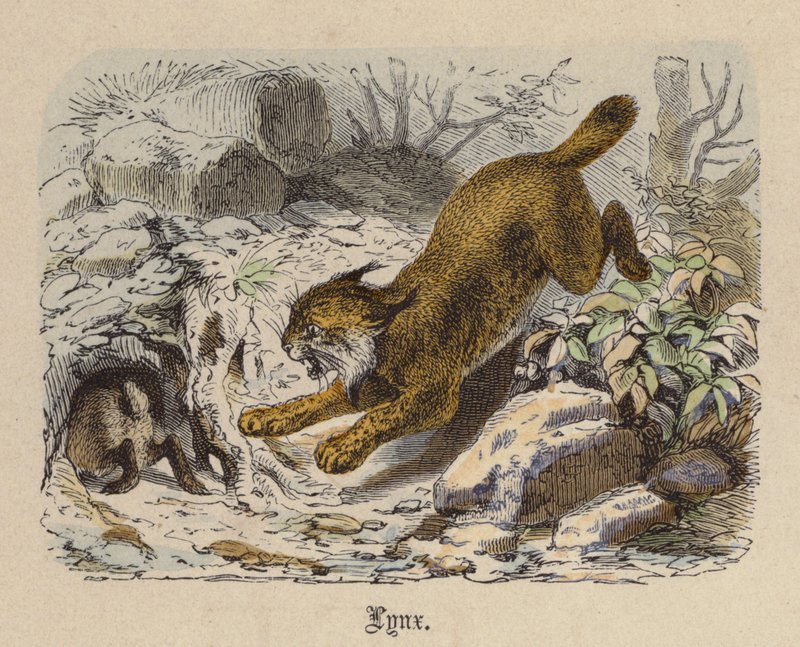 Lince de Friedrich Specht