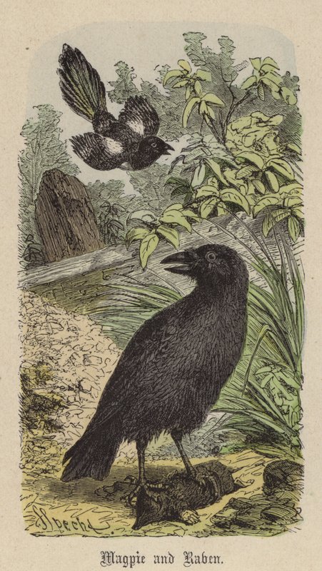 Urraca y Cuervo de Friedrich Specht