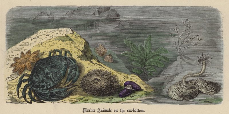 Animales Marinos en el Fondo del Mar de Friedrich Specht
