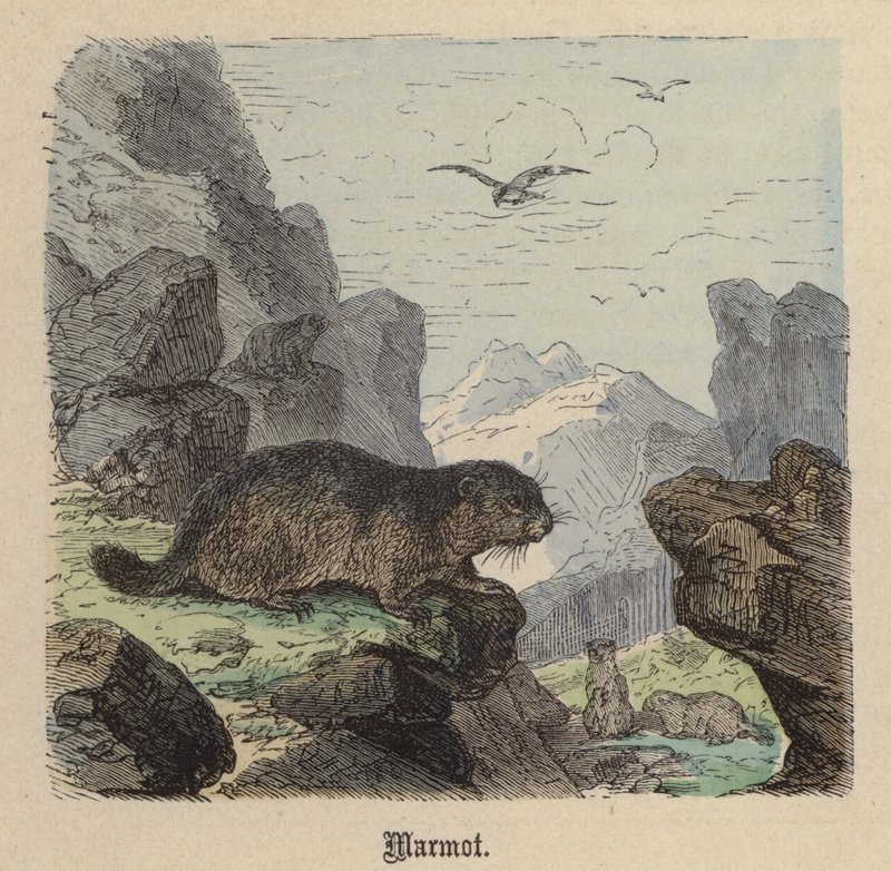Marmota de Friedrich Specht