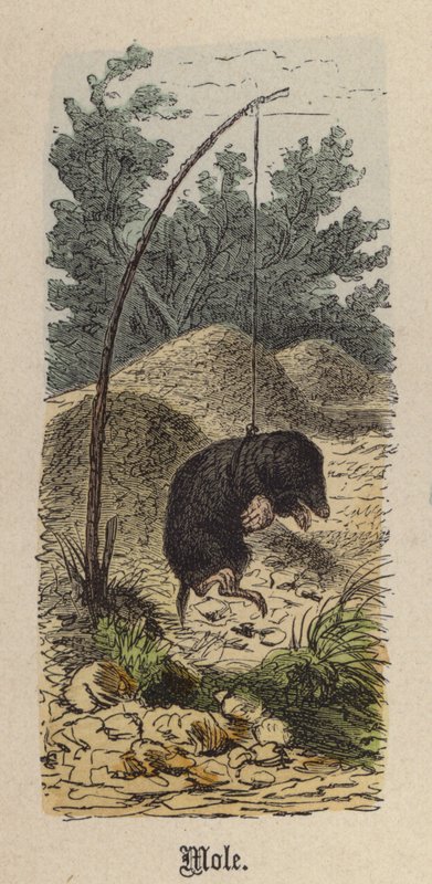 Topo de Friedrich Specht