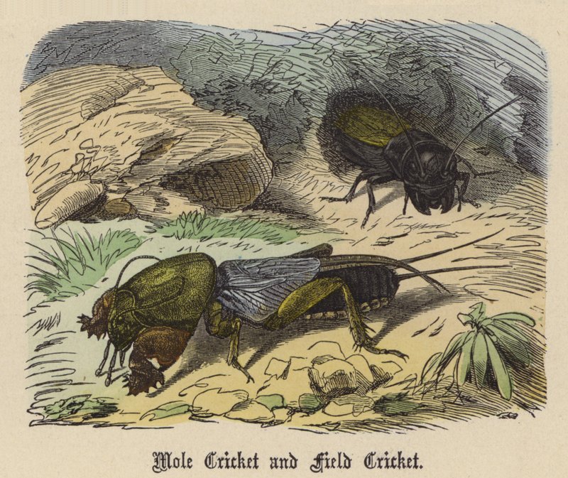 Grillo Topo y Grillo de Campo de Friedrich Specht