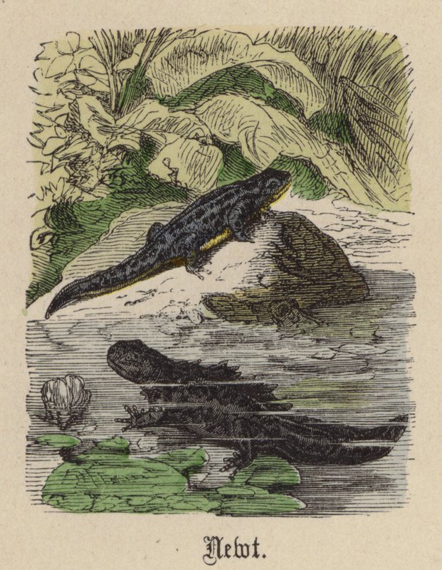 Tritón de Friedrich Specht