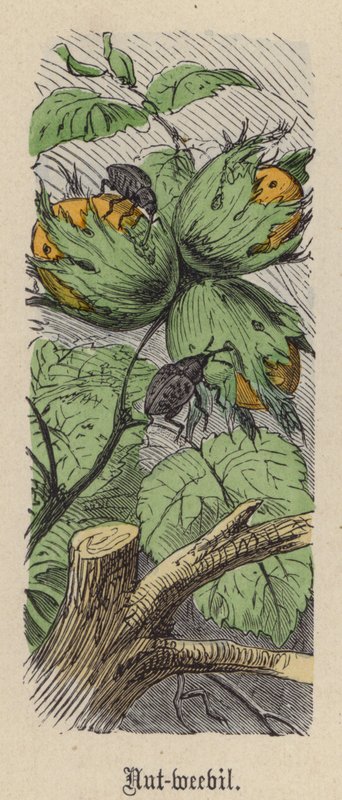 Gorgojo de la Nuez de Friedrich Specht