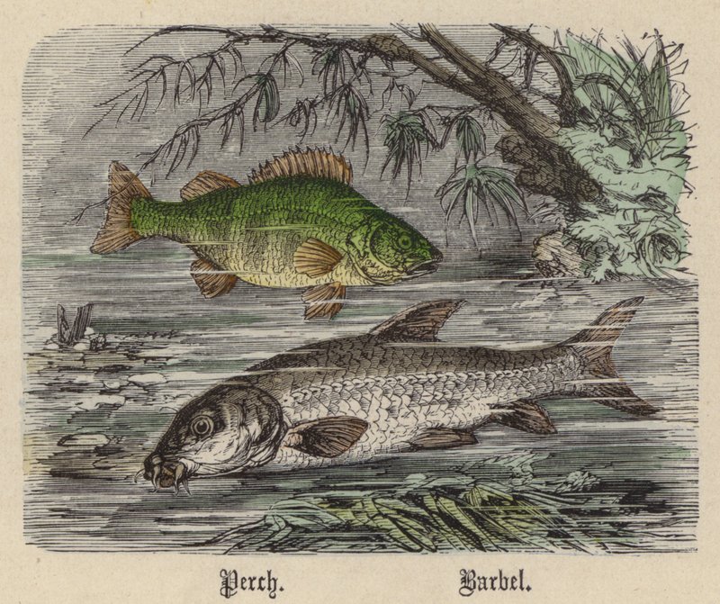 Perca, Barbo de Friedrich Specht
