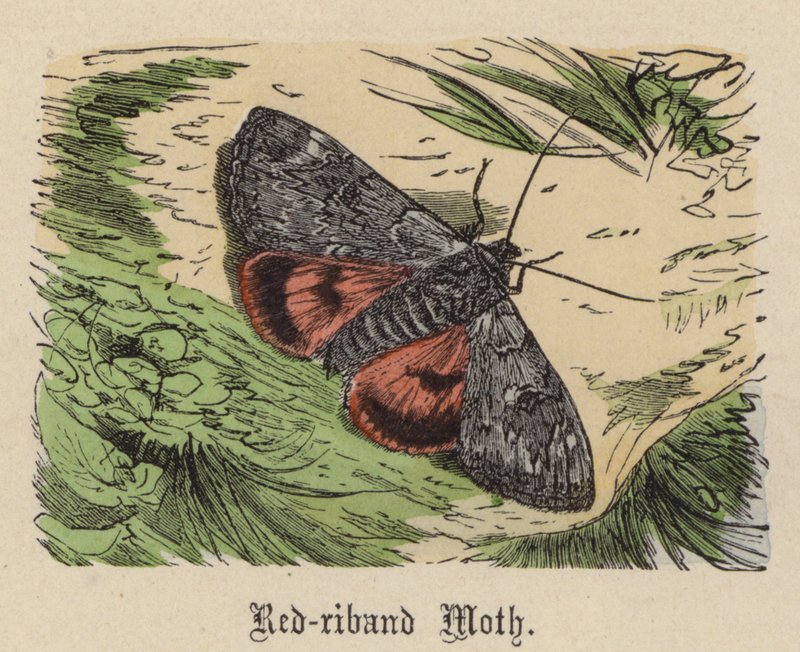 Polilla de la cinta roja de Friedrich Specht