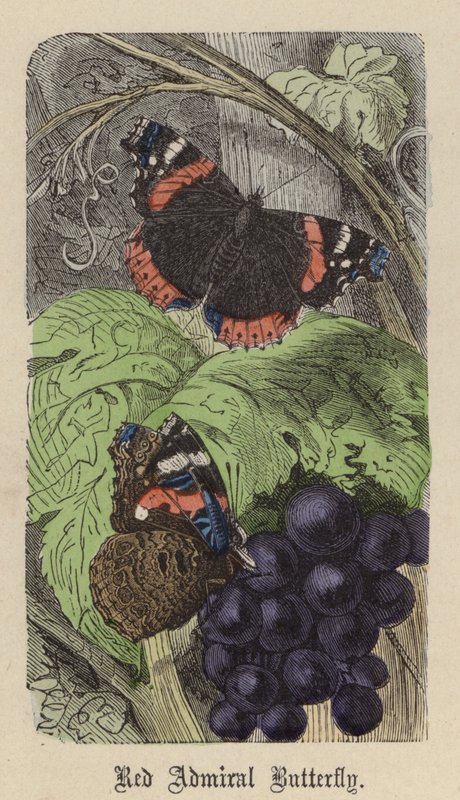Mariposa almirante rojo de Friedrich Specht