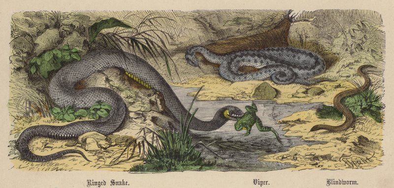 Serpiente Anillada, Víbora, Lución de Friedrich Specht