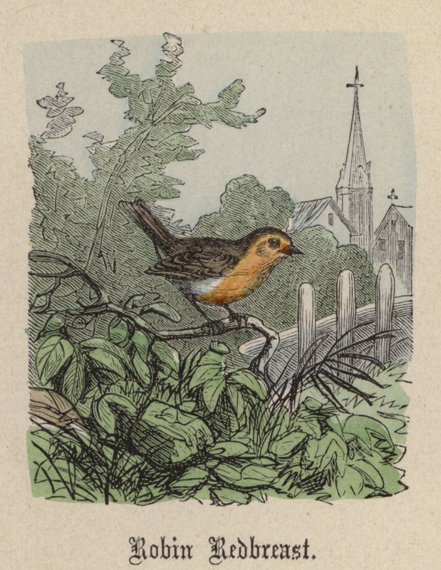 Petirrojo de Friedrich Specht