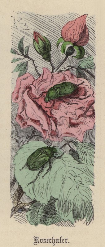 Escarabajo Rosa de Friedrich Specht