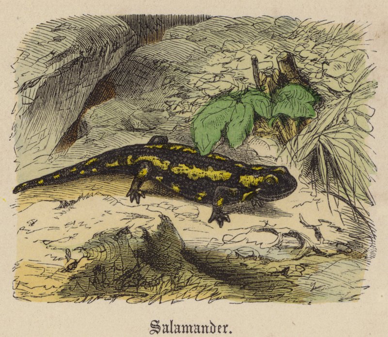 Salamandra de Friedrich Specht