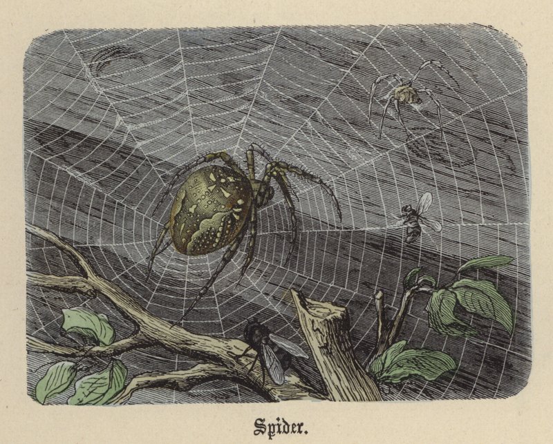 Araña de Friedrich Specht
