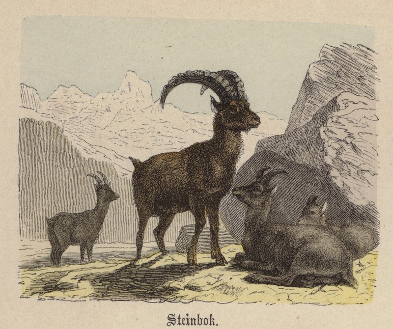 Steinbok de Friedrich Specht