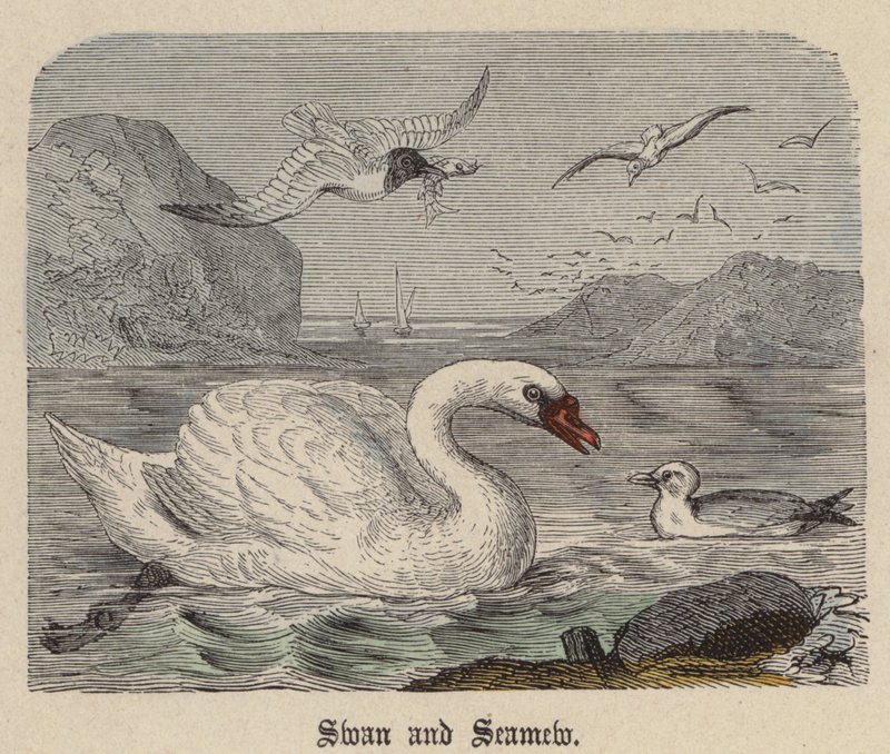 Cisne y gaviota de Friedrich Specht