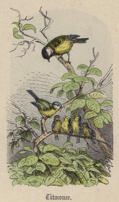 Carbonero de Friedrich Specht