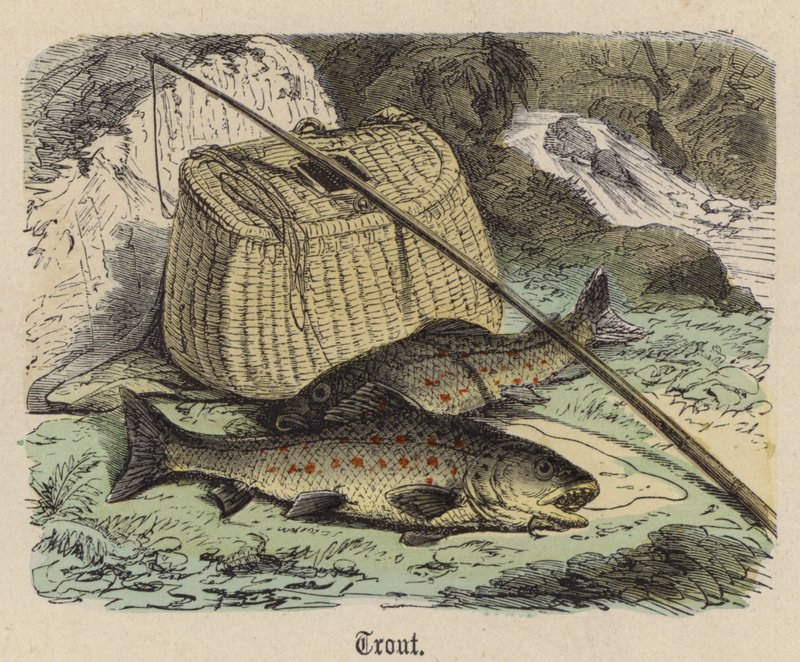 Trucha de Friedrich Specht
