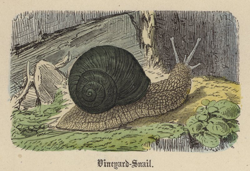 Caracol de viñedo de Friedrich Specht