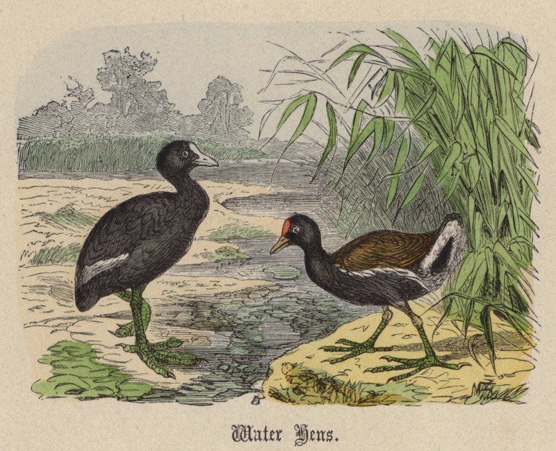 Gallinas de agua de Friedrich Specht
