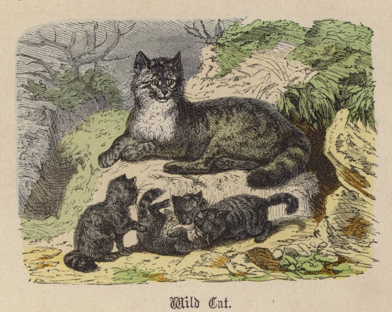 Gato Montés de Friedrich Specht
