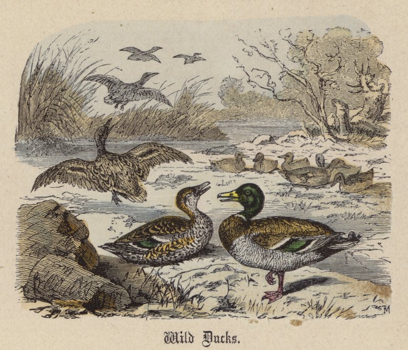 Patos salvajes de Friedrich Specht