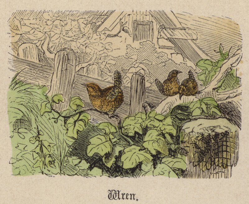 Chochín de Friedrich Specht