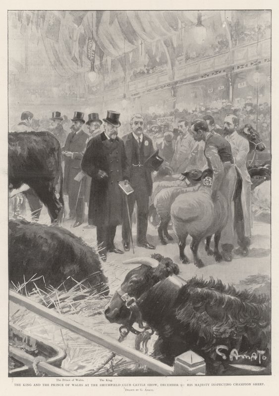 El Rey y el Príncipe de Gales en la Exposición de Ganado del Club Smithfield, 9 de diciembre, Su Majestad inspeccionando Ovejas Campeonas de G.S. Amato