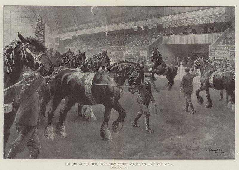 El rey en la exposición de caballos de tiro en el Agricultural Hall, 27 de febrero de G.S. Amato