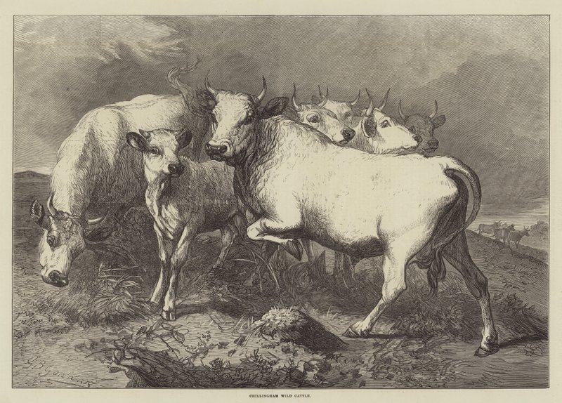 Ganado salvaje de Chillingham de George Bouverie Goddard