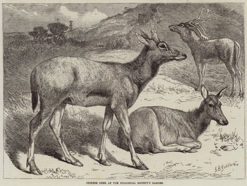 Ciervos chinos en el Jardín de la Sociedad Zoológica de George Bouverie Goddard