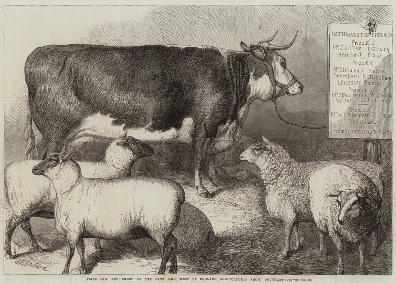 Vaca y Oveja Premiada en la Exposición Agrícola de Bath y West of England, Southampton de George Bouverie Goddard