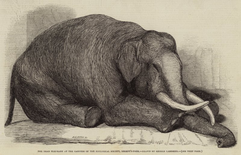 El elefante muerto en los jardines de la Sociedad Zoológica, Regent