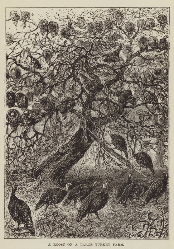 Un gallinero en una granja grande de pavos de George Augustus Sala