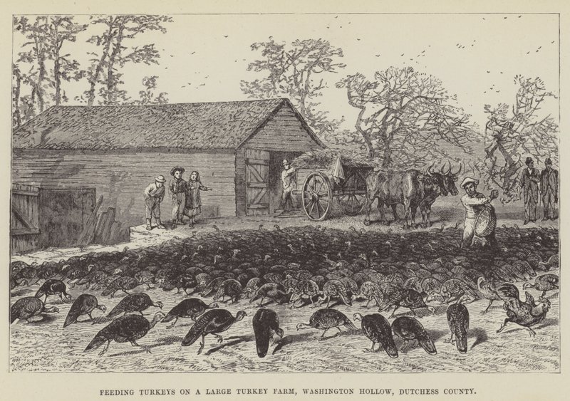 Alimentando pavos en una granja grande de pavos, Washington Hollow, condado de Dutchess de George Augustus Sala