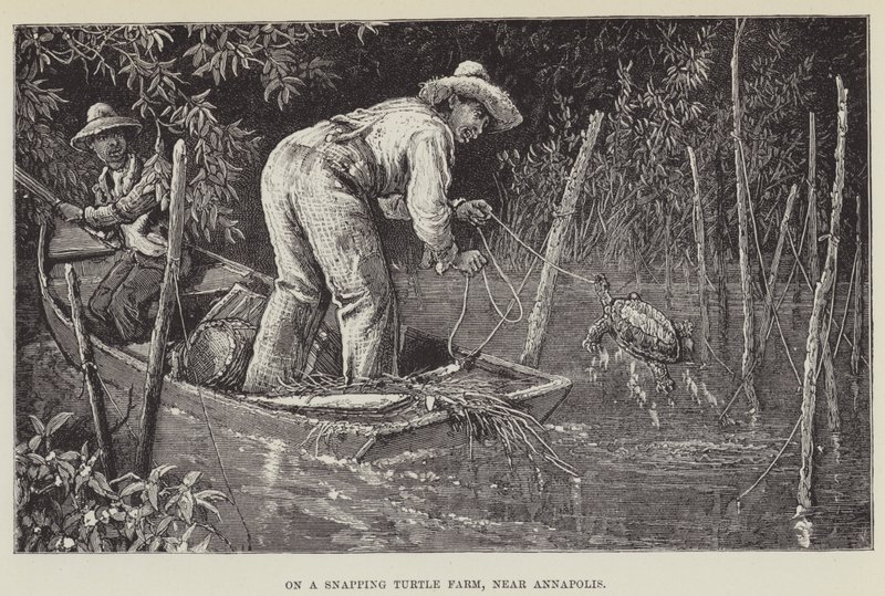 En una granja de tortugas mordedoras, cerca de Annapolis de George Augustus Sala