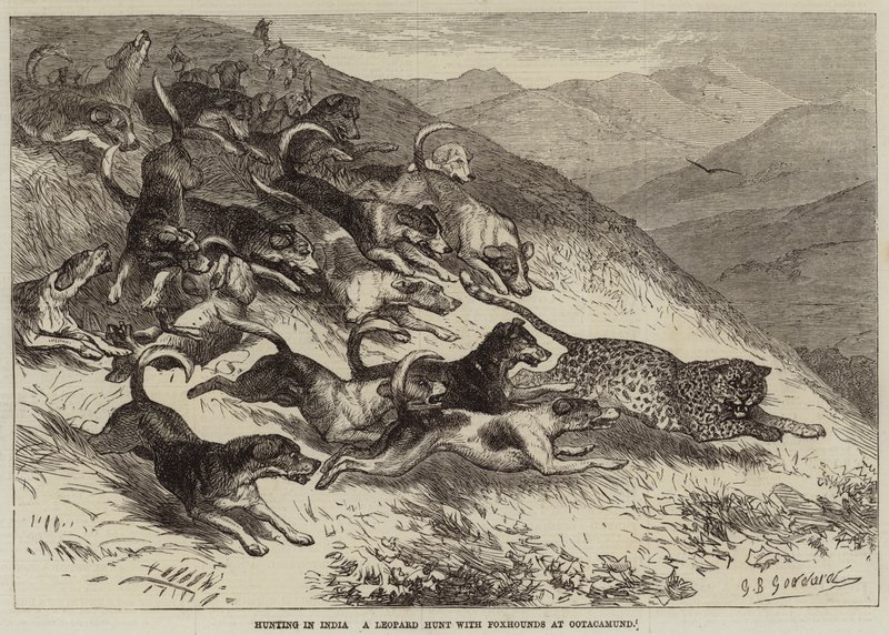 Caza en India, una caza de leopardos con perros de caza en Ootacamund de George Bouverie Goddard