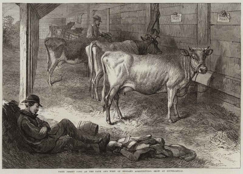 Vacas Jersey Premiadas en la Exposición Agrícola de Bath y del Oeste de Inglaterra en Southampton de George Bouverie Goddard